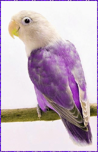 agapornis