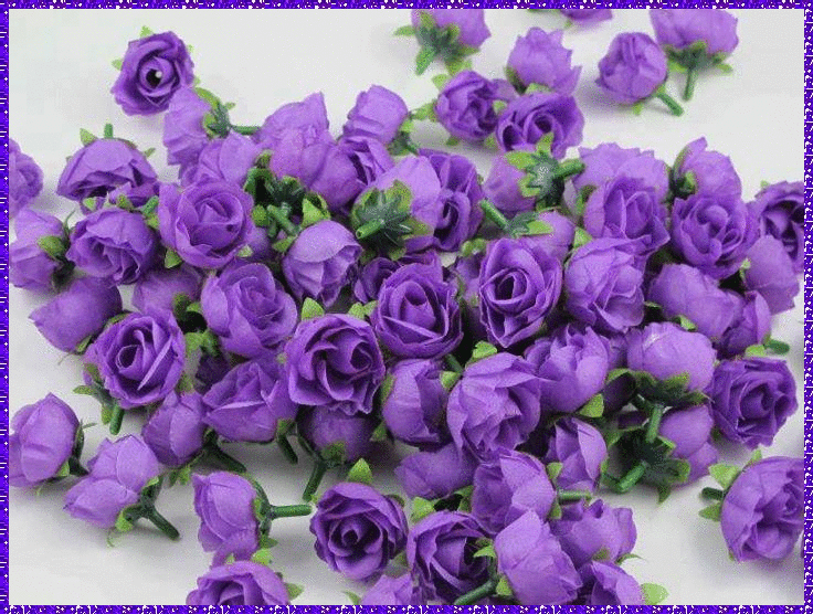 purple rosas
