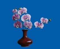 orchid