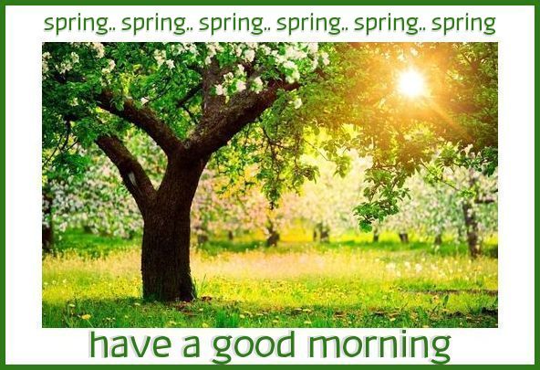 have a good morning ðŸŒ¸ðŸƒ
