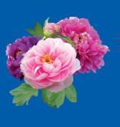 pink flowers
