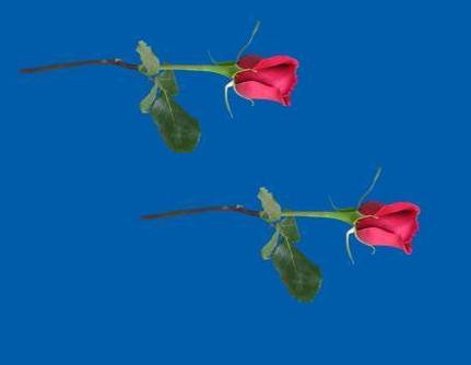 red rosas