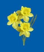 yellow flower