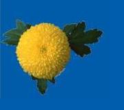 yellow flower