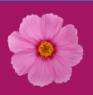pink flower