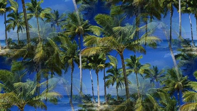 palms