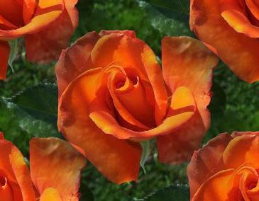 orange rosa