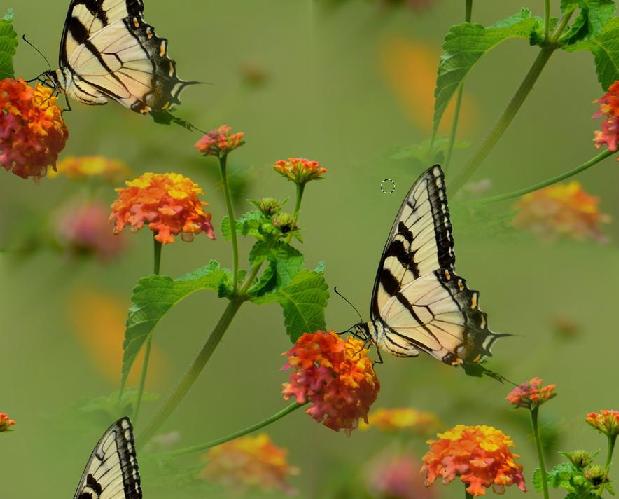 butterfly