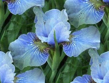 iris