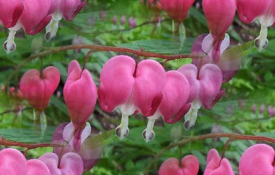 dicentra