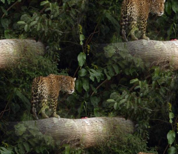 jaguar