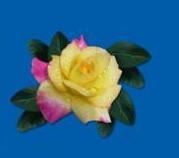 rosas