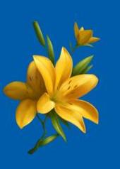 yellow lily