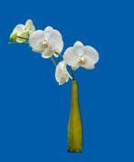 orchids