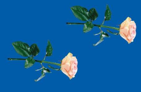 rosa