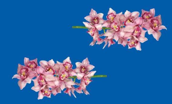 orchids