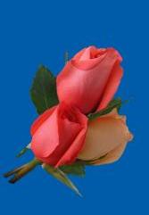 red rosa