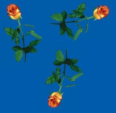 rosas