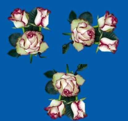 rosas
