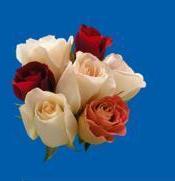 rosas