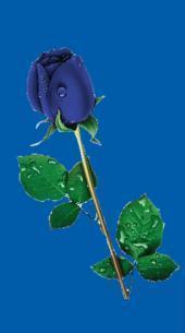 blue rosa