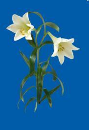 lilies