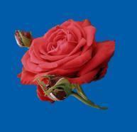 red rosa