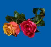 rosas