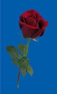 red rosa