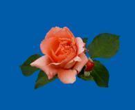 orange rosa