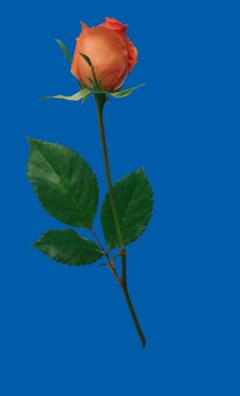 rosa