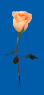 pink rosas