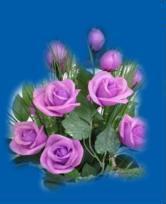 purple rosa
