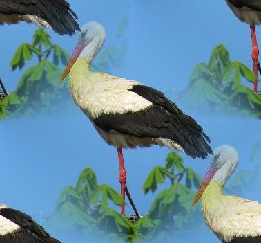 stork