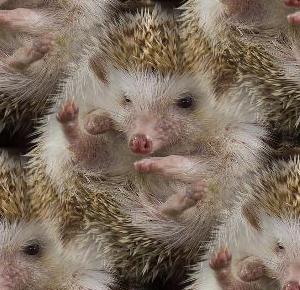 baby hedgehog