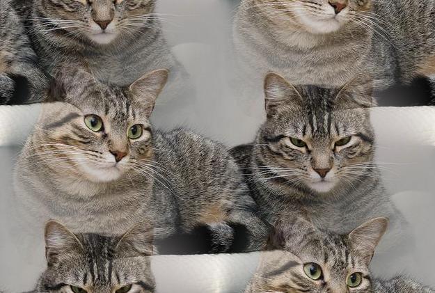 cats