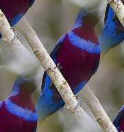 cotinga