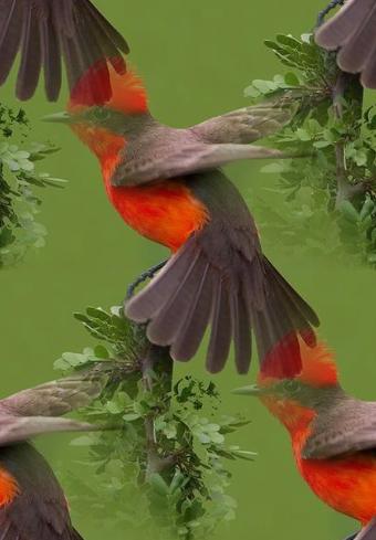 bird
