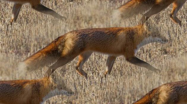 red fox