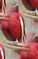 pompadour cotinga