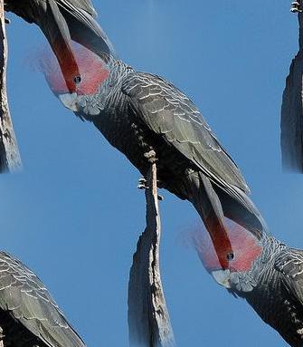 Gang Gang Cockatoo