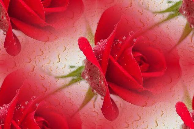 red rosa