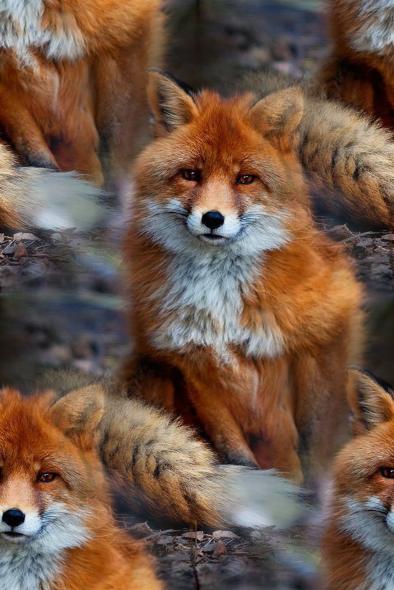 red fox