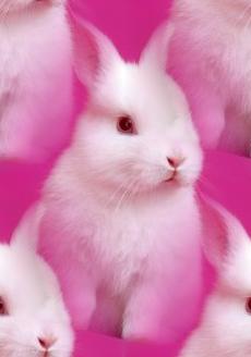 white bunny