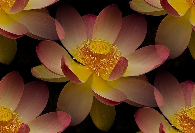 lotus flower