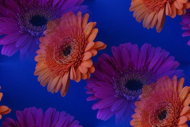 gerberas