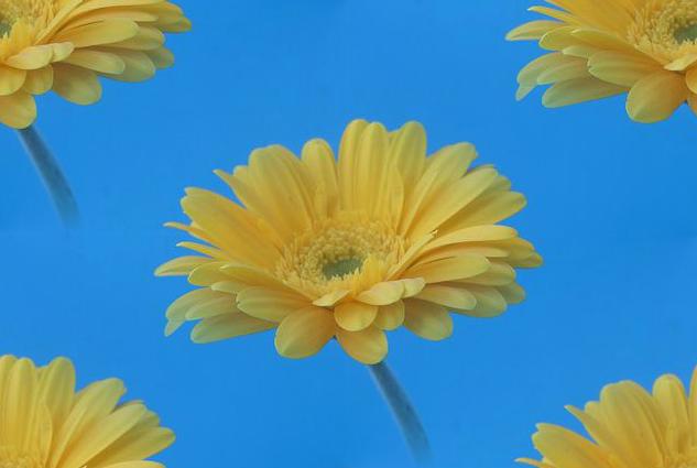 yellow gerbera