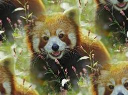 red panda