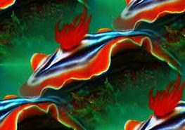 chromodoris