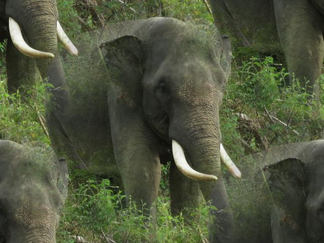 elephant